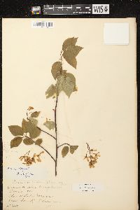 Amelanchier laevis image