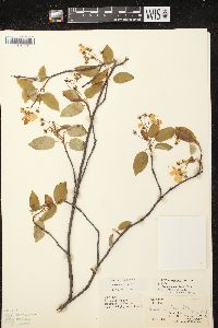 Amelanchier laevis image