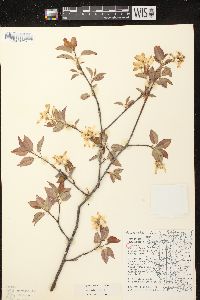 Amelanchier laevis image