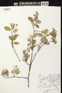 Amelanchier laevis image