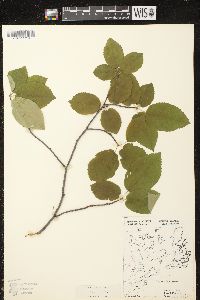 Amelanchier laevis image