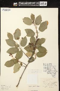 Amelanchier laevis image