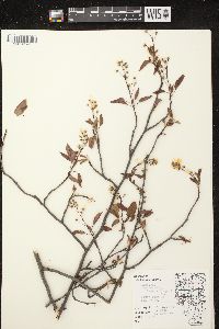 Amelanchier laevis image