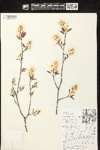 Amelanchier laevis image