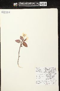 Amelanchier laevis image