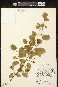 Amelanchier laevis image