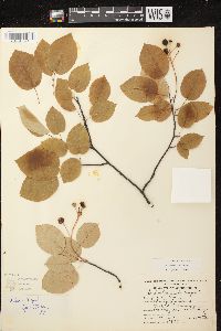 Amelanchier laevis image