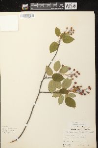 Amelanchier laevis image