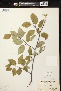 Amelanchier laevis image