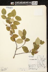 Amelanchier laevis image