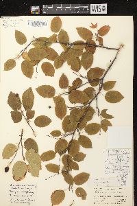 Amelanchier laevis image