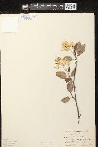 Amelanchier laevis image