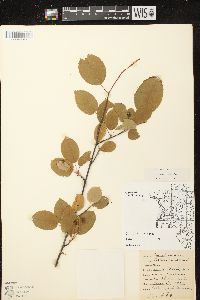 Amelanchier laevis image