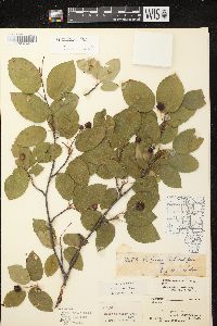 Amelanchier laevis image