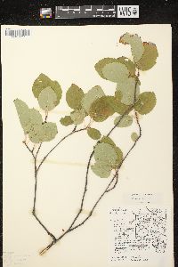 Amelanchier laevis image