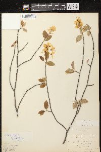 Amelanchier laevis image