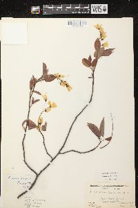 Amelanchier laevis image