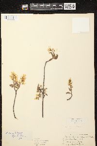 Amelanchier laevis image