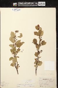 Amelanchier laevis image