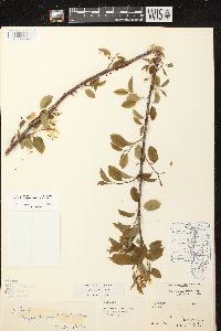 Amelanchier laevis image