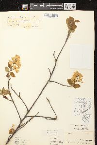 Amelanchier laevis image