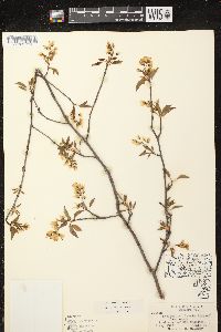 Amelanchier laevis image