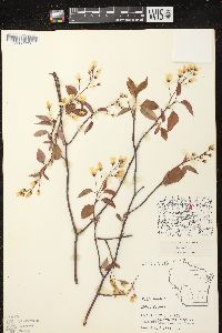 Amelanchier laevis image