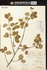 Amelanchier laevis image