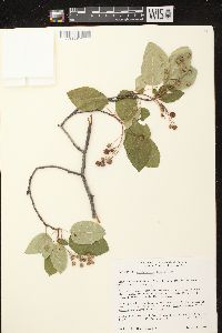 Amelanchier laevis image