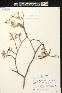 Amelanchier laevis image