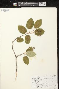 Amelanchier laevis image