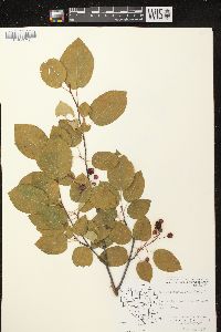 Amelanchier laevis image