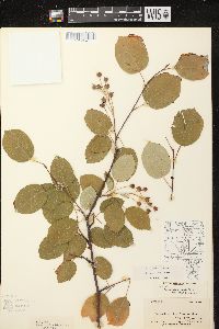 Amelanchier laevis image