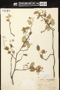 Amelanchier laevis image