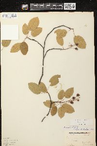 Amelanchier laevis image