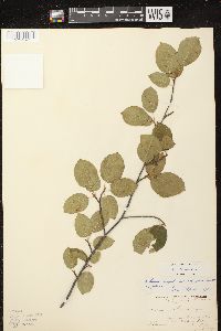 Amelanchier laevis image