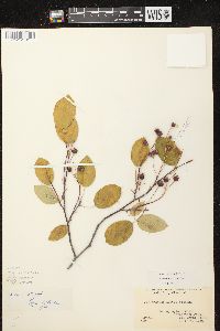 Amelanchier laevis image