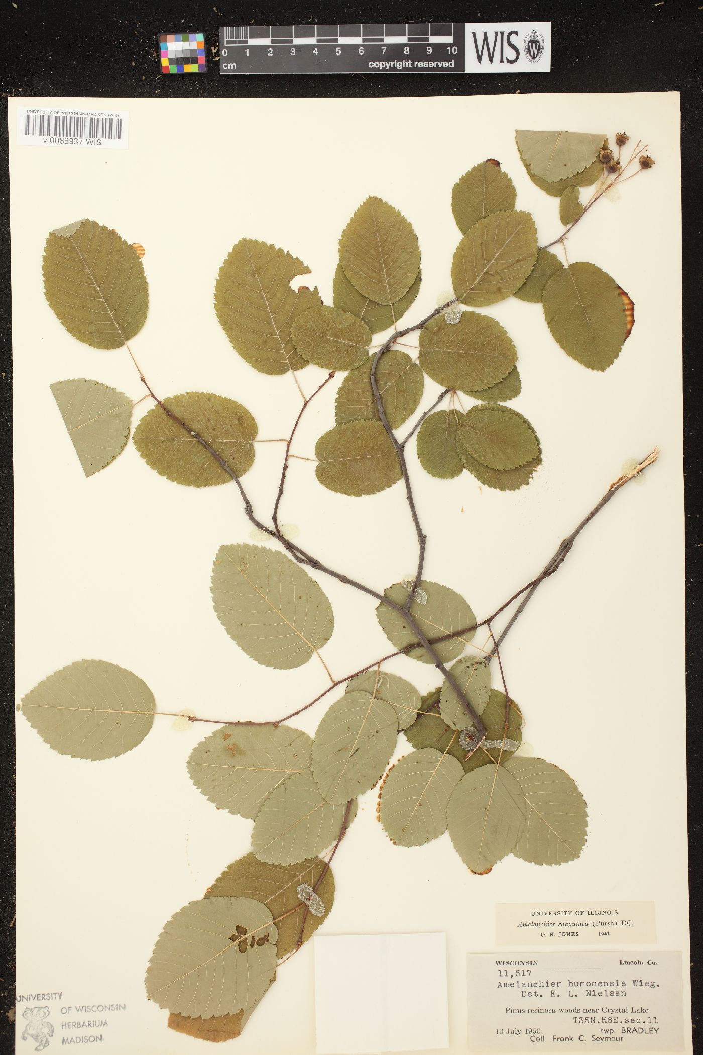 Amelanchier sanguinea image