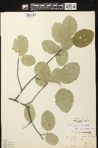 Amelanchier sanguinea image