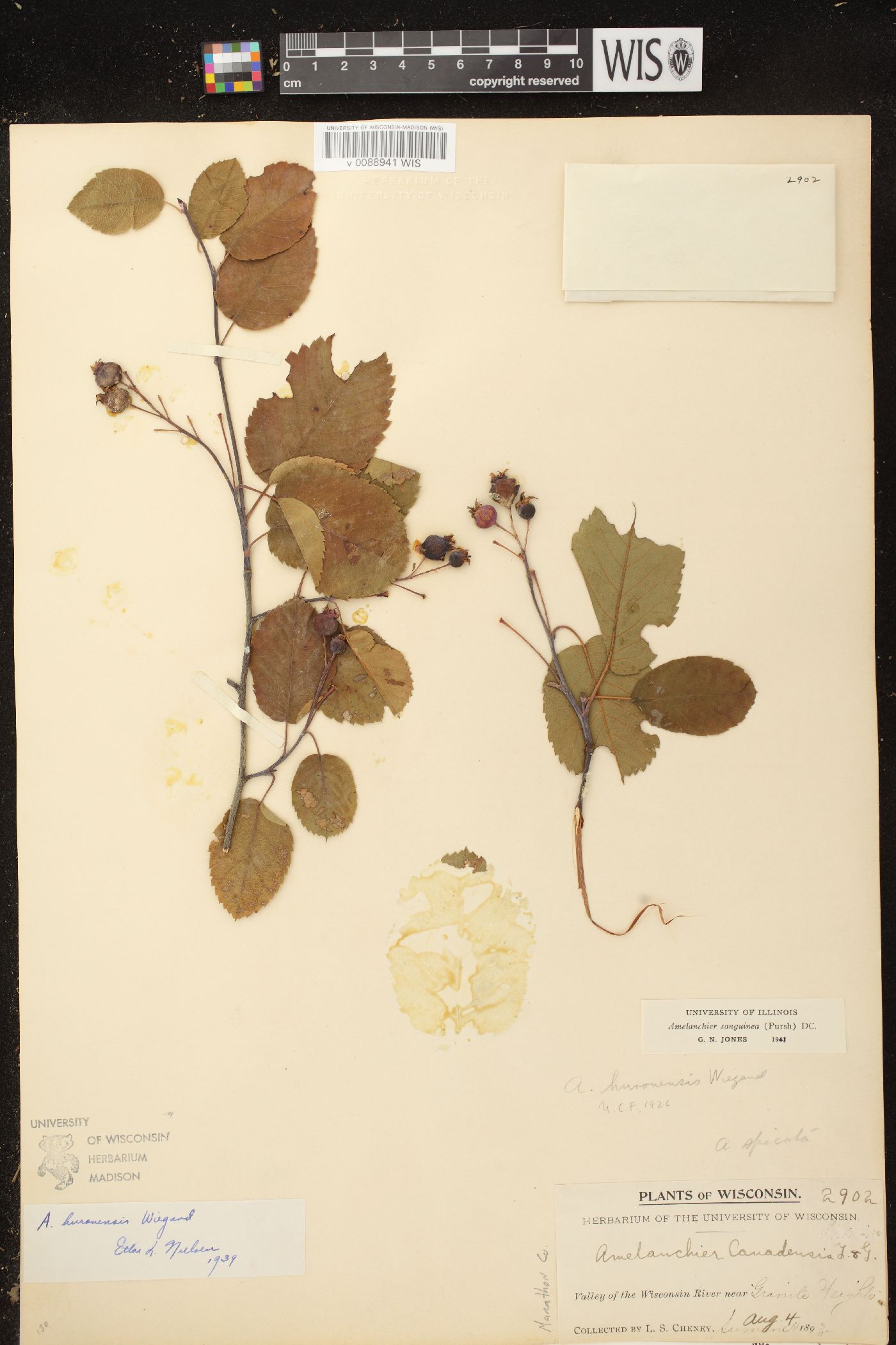 Amelanchier sanguinea image
