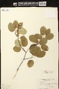 Amelanchier sanguinea image