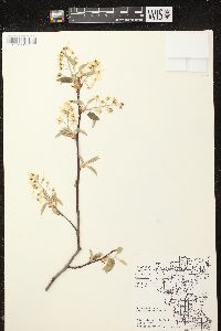 Amelanchier sanguinea image