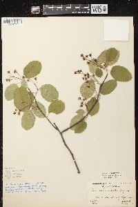 Amelanchier sanguinea image