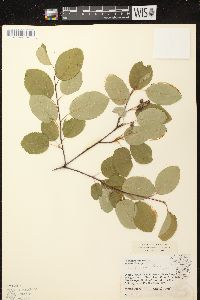 Amelanchier sanguinea image