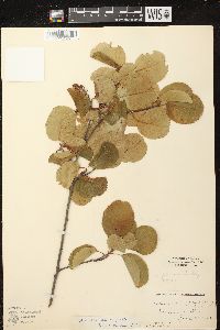 Amelanchier sanguinea image