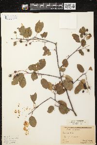 Amelanchier sanguinea image