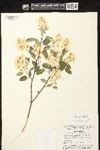 Amelanchier sanguinea image