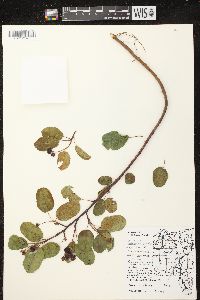 Amelanchier sanguinea image