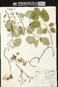 Amelanchier sanguinea image