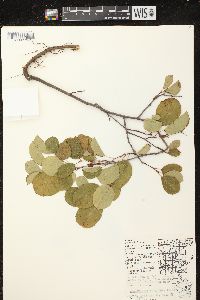 Amelanchier sanguinea image